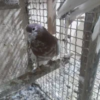 شهری بی عیب خوبو