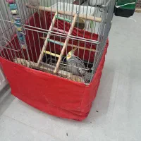 عروس هلندی|پرنده|رباطکریم, شهرک صنعتی دهحسن|دیوار