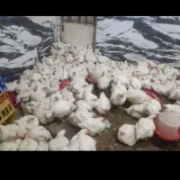 مرغ 109000 به قیمت تعاونی|حیوانات مزرعه|کوهدشت, |دیوار