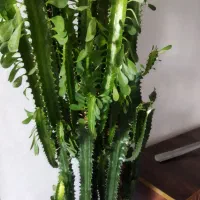 کاکتوس شیرآفریقایی