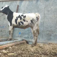 گاو و گوساله (تلیسه هلشتاین جنس درجه یک)