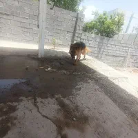 سگ ژرمن|سگ|سی‌سخت, |دیوار