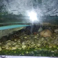 ماهی کت اسپرت (لجنخوار)