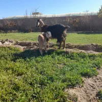 بز با بزغاله نر جیره خور|حیوانات مزرعه|نیشابور, چمبران|دیوار