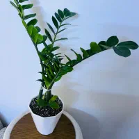 گل وگیاه طبیعی اپارتمانی آماده با گلدان|گل و گیاه طبیعی|اهواز, گلستان|دیوار