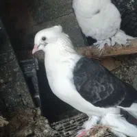 کبوتر دوکت