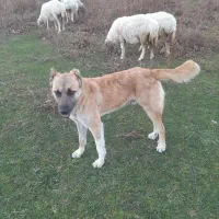 سگ پور قدرت دورگ‌ سراب و محلی