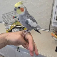 دوتا عروس هلندی نر کاملا رام و دستی