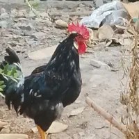 خروس سیاه عربی