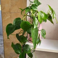 گل طبیعی|گل و گیاه طبیعی|تهران, هروی|دیوار