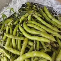 باقالی نخود فرنگی