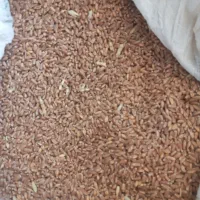 گندم رقم آفتاب (گیلانغرب)