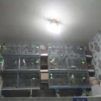 عروس هلندی  برزیلی مرغ عشق|پرنده|بهار, |دیوار