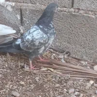 کفتر|پرنده|آبپخش, |دیوار