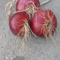 پیاز قرمز بنابی|خوردنی و آشامیدنی|کرمانشاه, |دیوار