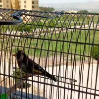 سیره جوجه قفس