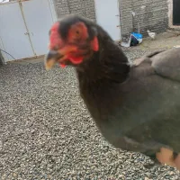 12عدد برهما بلک|حیوانات مزرعه|نوشین شهر, |دیوار