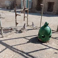 فروش کفتر|پرنده|شیراز, شهرک گلها|دیوار