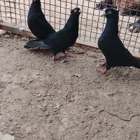 کبوترعتیق
