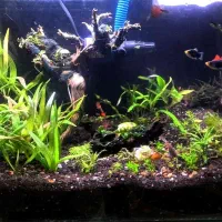 اکواریوم گیاه پلنت|ماهی|ملایر, |دیوار