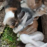 خرگوش زیباورنگارنگ|موش و خرگوش|بندر انزلی, پیل علی باغ|دیوار