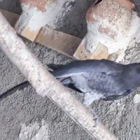 پرنده کاسکو نر وماده|پرنده|دشتیاری, |دیوار