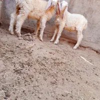 دوبره مری نر فروشی
