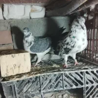 ایرانی اصیل