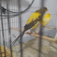 قناری نر بخوان و ماده  آماده