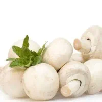 وسایل پرورش قارچ