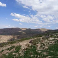 عسل صد درصد طبیعی به شرط