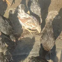 جوجه