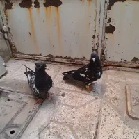 کبوتر کله سیاه