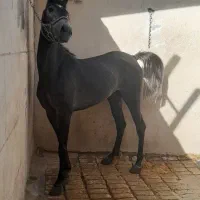 کره مادیان ۳ ساله