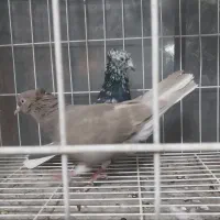 سلام خدمت دوستان چند عدد دم سفید|پرنده|شاهین‌شهر, شهرک گلدیس|دیوار