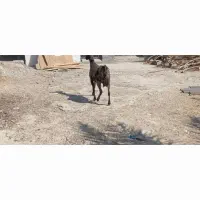 فروش بز ارتشی آبستن