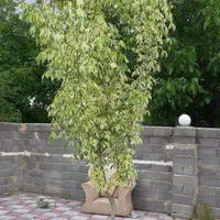 اجاره ویلا باغ با ویو گل و چمن|اجارهٔ کوتاه‌مدت ویلا و باغ|ارومیه, |دیوار