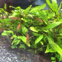 فروشگاه بزرگ آکواریوم فیشلند