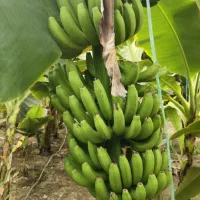میوه|خدمات باغبانی و درختکاری|مینودشت, |دیوار