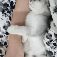 گربه اسکاتیش|گربه|بوشهر, |دیوار