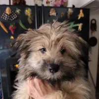 واگذاری توله سگ 2ماهه تریل اصل و مادرش پامر