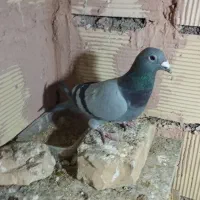 چندعدد کبوتر