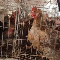 مرغ تخمگذار گلپایگان