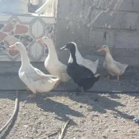 اردک تخم گذار