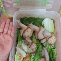 حلزون البینو