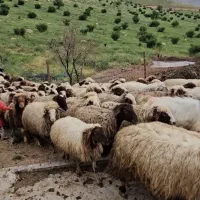 نیروی کار دامداری