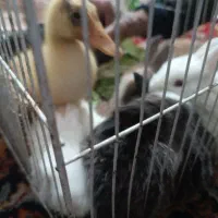 خرگوش ناز چند دانه خرگوش ناز