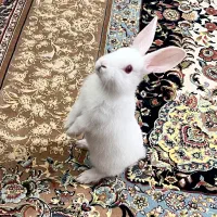 خرگوش سفید کوچیک