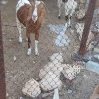 فروش بز بوئر دوقلو زا و بز سه کهره ای  در شهر جم