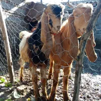 دوعدد بزغاله نر مخصوص تکه|حیوانات مزرعه|آق قلا, |دیوار